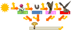 Illustration des flux et pertes d'énergie dans les écosystèmes