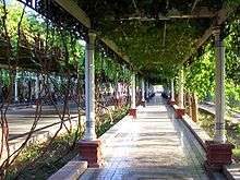 Rue de Tourfan ombragée par une treille à vigne