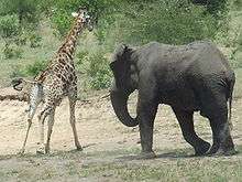 Éléphant en période de musth chargeant une girafe.