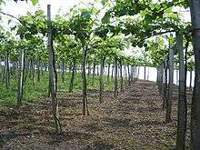 Les vignes en hautains du vignoble de Getariako Txakolina