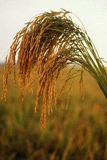 Presque toute la nourriture que nous mangeons est issue directement ou indirectement des plantes comme ici du riz long.