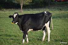 Vache noire