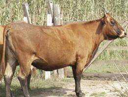 Mallorquina (race bovine)是什么意思 《法语