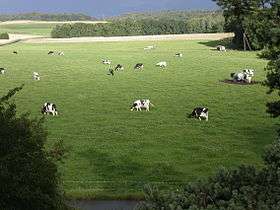 Pâtures à vaches, dans un contexte rural boisé