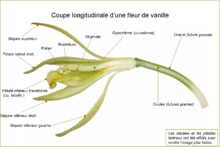 Section longitudinale d'une fleur de vanille.