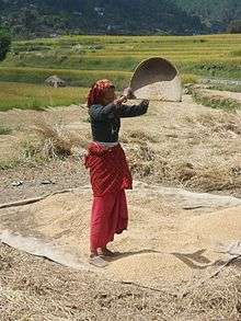 Vannage du riz, Uttarakhand, Inde.