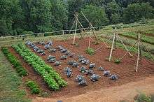 Légumes cultivés dans un jardin potager.