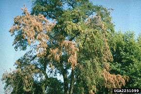 La décoloration de tout ou partie du houppier est un signe de maladie ou parasitose, parfois bénigne, mais pouvant alerter le sylviculteur ou l'arboriculteur