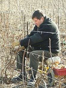 Photographie montrant un viticulteur taillant une vigne, assis sur un tabouret à roulette.