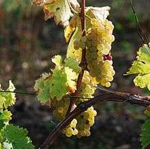 Raisins dans une vigne de la région de Cognac