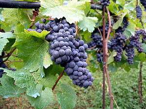 Grappes de raisin sur la vigne.