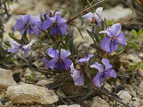 Viola arborescens, section Xylinosium 