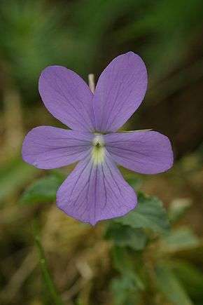 Viola cornuta, section Melanium 