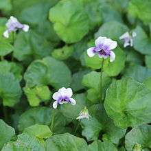 Viola hederacea, section Erpetion 