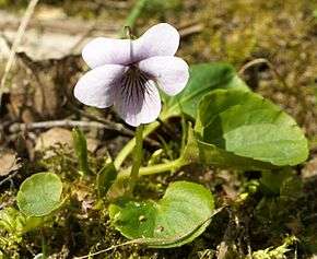 Viola palustris, section Viola 