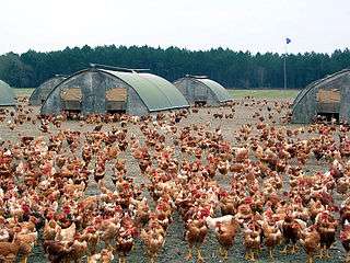 Élevage semi-industriel de poules en plein air (Landes, France)