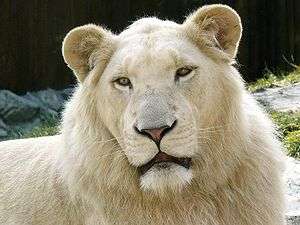 Lion blanc