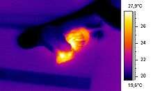 Image thermographique d'un serpent (ectotherme) mangeant une souris (homéotherme).