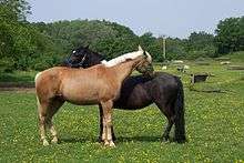 Castrer un cheval peut réduire les risques de conflits dans les groupes d'équidés.