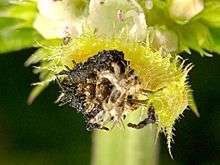  Larve de Cassidae avec ses excréments sur son dos