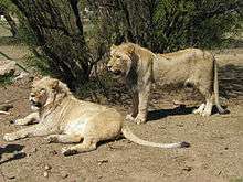 Deux jeunes lions rugissant