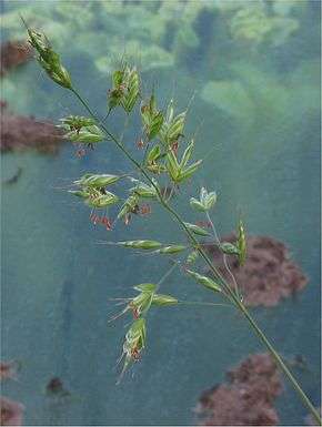 Brome mou是什么意思 《法语助手》法汉-汉法