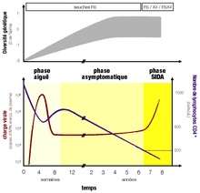 Illustration des 3 phases d'une infection par le VIH en l'absence de traitement. La virulence d'une infection est souvent mesurée comme l'inverse du temps jusqu'au début de la phase SIDA