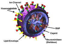 流感病毒颗粒的结构。血凝素（HA）和神经氨酸酶（NA）蛋白质中所示的颗粒的表面上。病毒核糖核酸组成的基因组显示为颗粒内部的红色线圈并绑定到核糖蛋白。