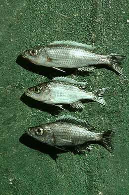 天竺双弓齿丽鱼 diplotaxodon apogon