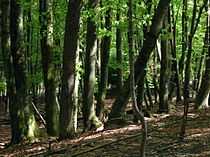 在斯洛文尼亚的阔叶林（山毛榉）