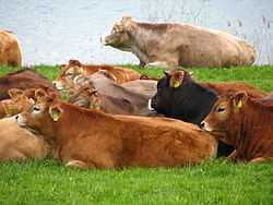 英国牧牛场