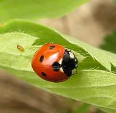 coccinelle是什么意思 《法语助手》法汉-汉法词