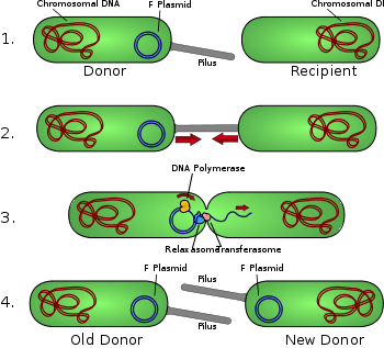 bacterial conjugation