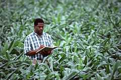 一位农业科学家正在纪录玉米生长情况