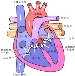 心脏心房心室图简图图片
