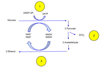 乙醇发酵总览。 One glucose molecule breaks down into two pyruvate molecules (1). The energy from this exothermic reaction is used to bind inorganic phosphates to ADP and convert NAD+ to NADH. The two pyruvates are then broken down into two acetaldehyde molecules and give off two CO2 molecules as a waste product (2). The acetaldehyde is then reduced into ethanol using the energy and hydrogen from NADH; in this process the NADH is oxidized into NAD+ so that the cycle may repeat (3).