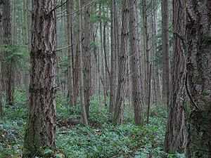 在华盛顿州圣胡安岛上的一片森林