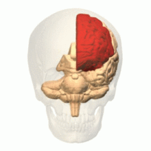 人脑立体旋转剖面图