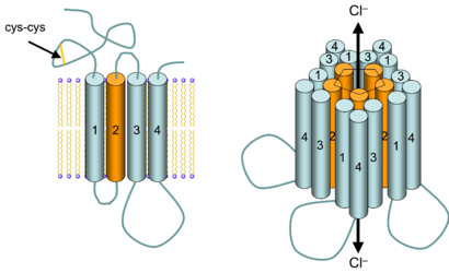 gabaa 受体的简化结构 左图: gabaa 亚基单体嵌入磷脂双分子层
