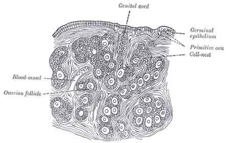 卵巢髓质图片