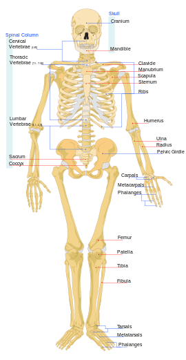 女性人体骨骼名称图片
