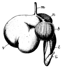 牛的胃：m—食管终端，v—瘤胃，n—网胃，b—重瓣胃，l—皱胃，t—小肠开端