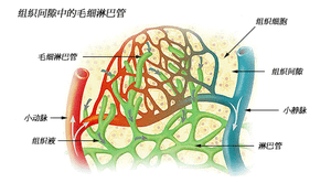 组织间隙中的毛细淋巴管