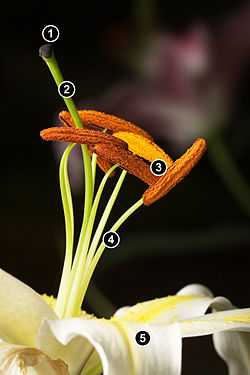 麝香百合(lilium longiflorum)1柱头,2花柱,3雄蕊,4花丝,5花瓣