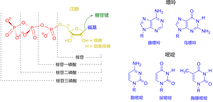 核苷酸的结构常见的核酸成分的结构元素