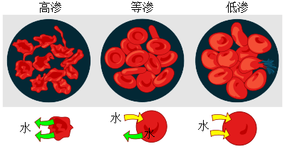 在红血球细胞里发生的渗透现象。