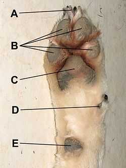 狗前爪的肉垫 A) 爪(Claw) B) 趾(Digital Pads), C) 掌(Metacarpal Pad), D) 上爪(Dew Claw), E) 腕骨(Carpal Pad).