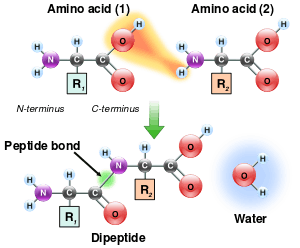 肽键的形成过程图解图片