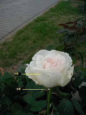 欧路词典|英汉-汉英词典 zygomorph是什么意思_zygomorph的中文解释和