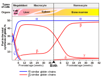 出生前和后血红蛋白遗传学(细胞的类型和器官)表达(data on Wood W.G., (1976). Br. Med. Bull. 32, 282.)。